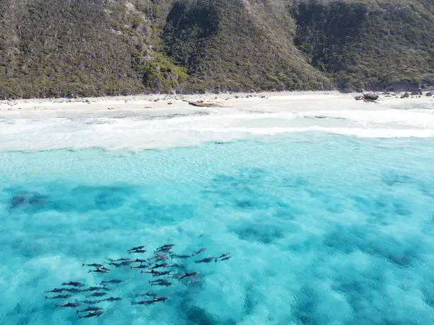Australien Westaustralien Strand Delfine