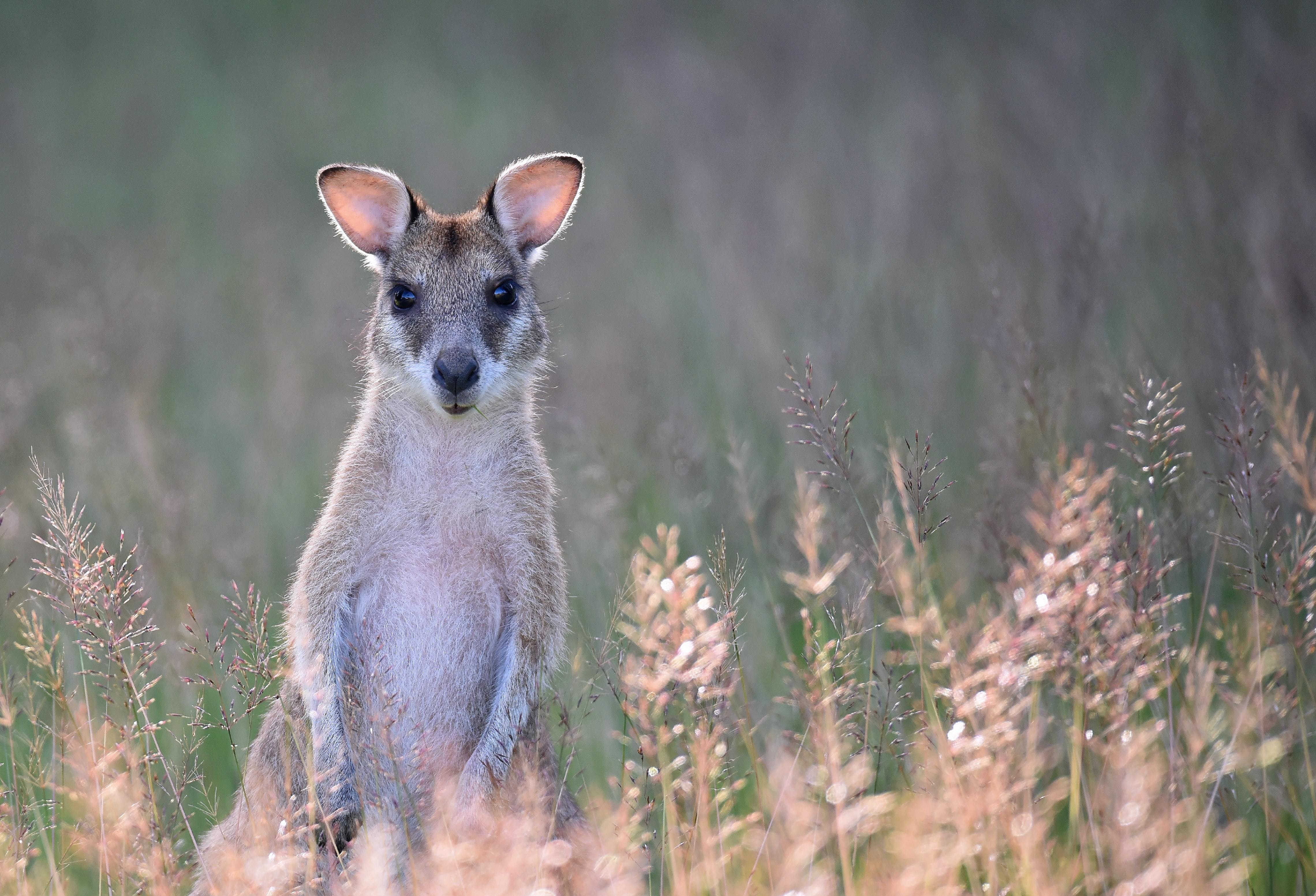 Wallaby im Gras im Lamington Nationalpark