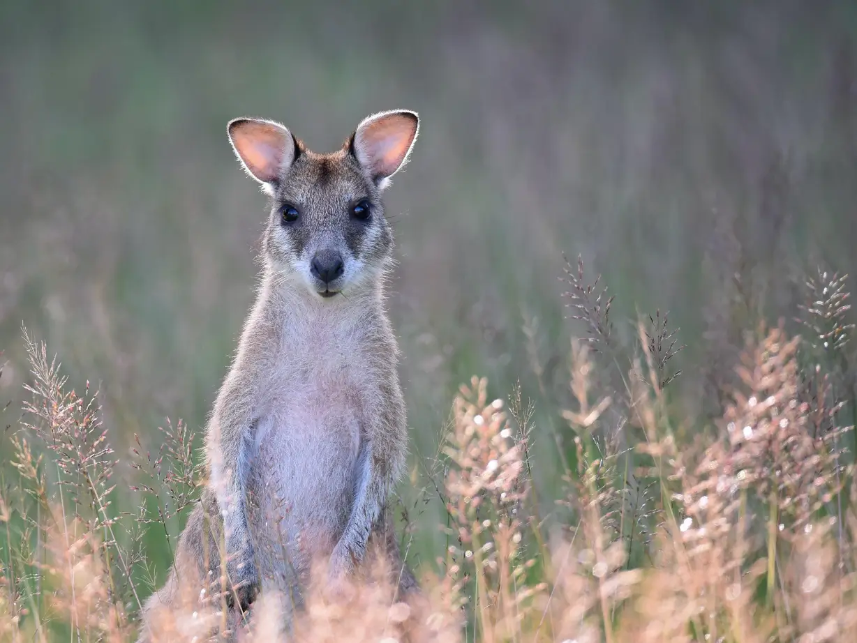 Wallaby im Gras im Lamington Nationalpark