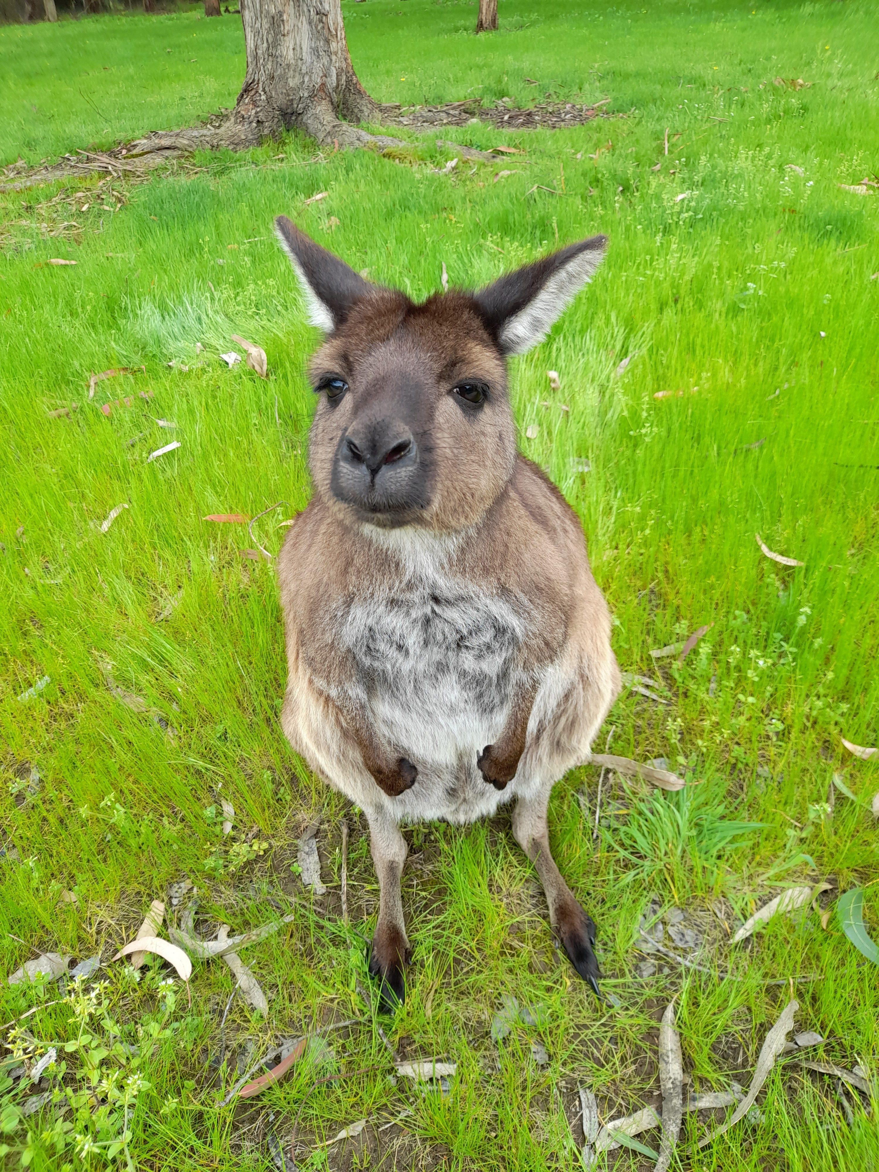Australien Kundenfoto Känguru