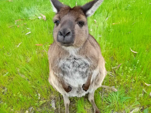 Australien Kundenfoto Känguru