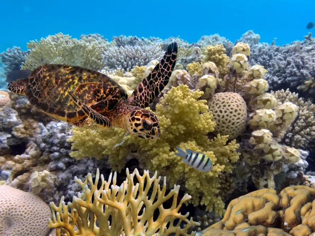 Turtle swimming in the Great Barrier Reef