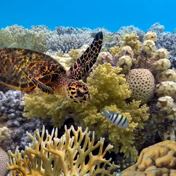 Schildkröte beim Schwimmen im Great Barrier Reef
