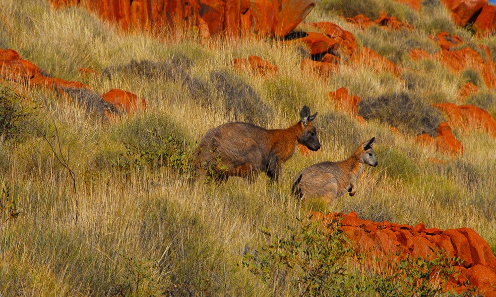 Aus - sa -  gawler ranges tour solo active 1