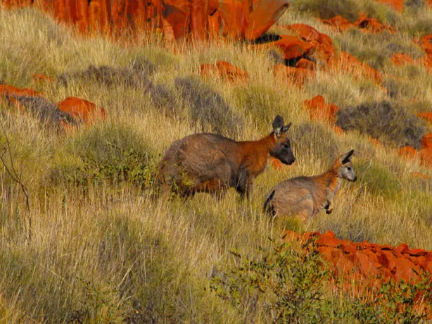 Aus - sa - gawler ranges tour solo active 1