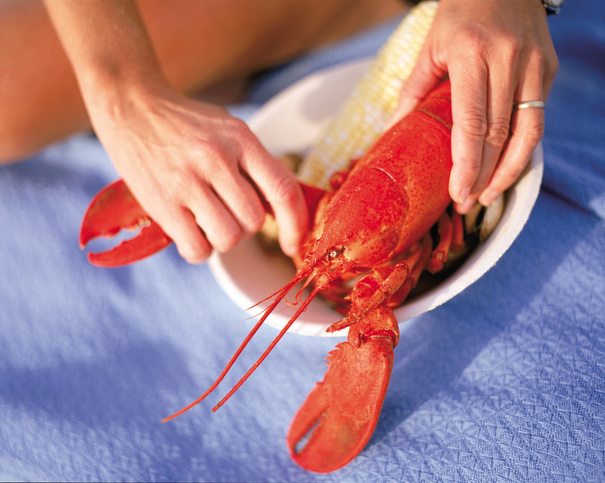 usa maine lobster