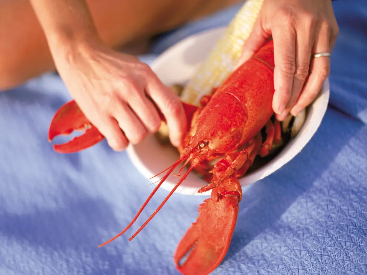 usa maine lobster