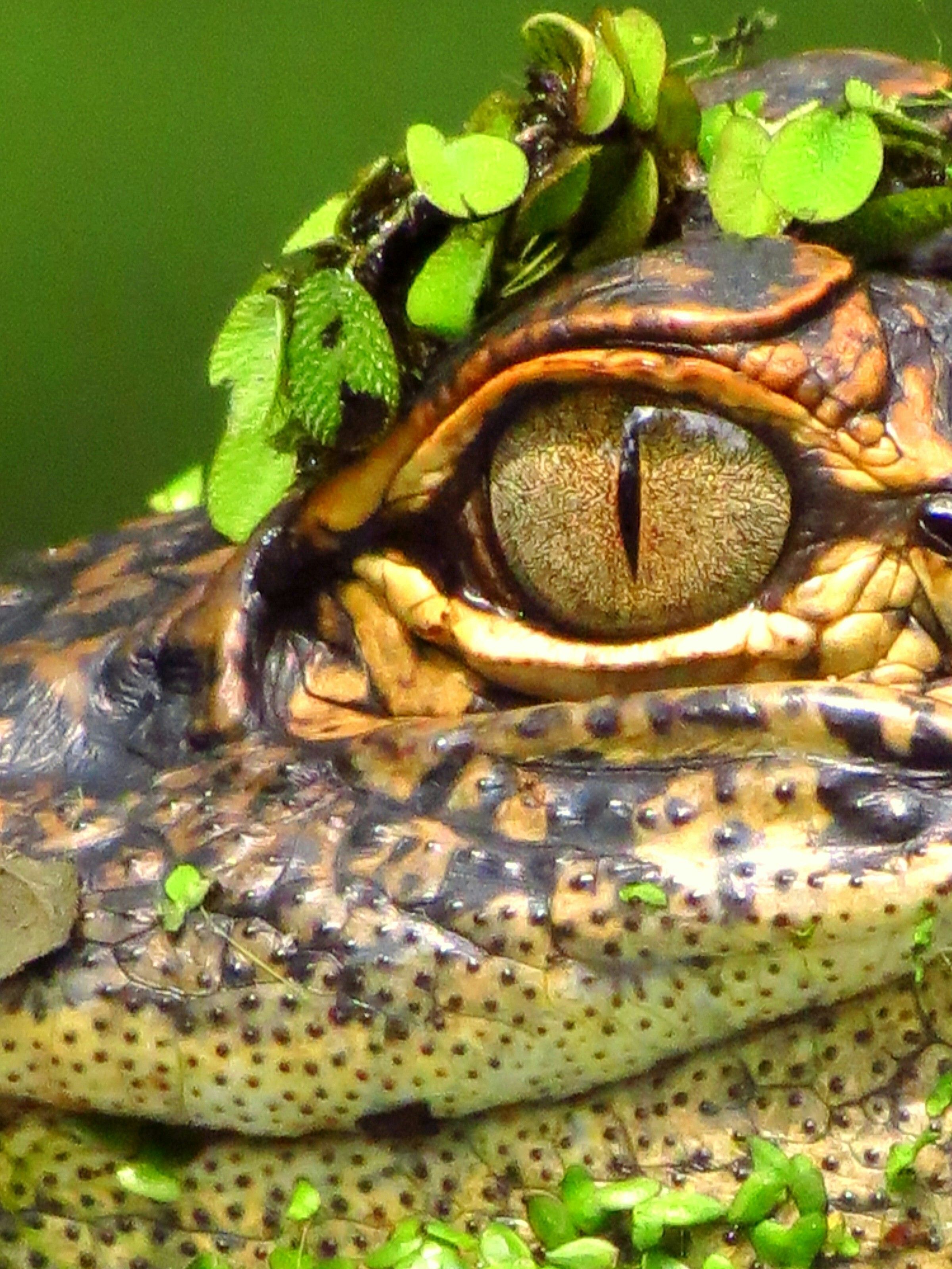 American alligator