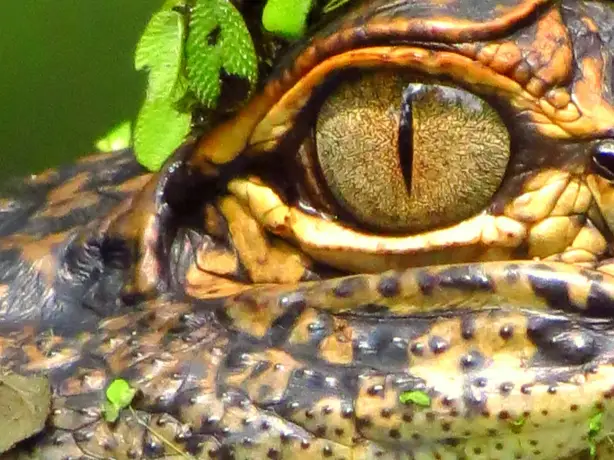 American alligator