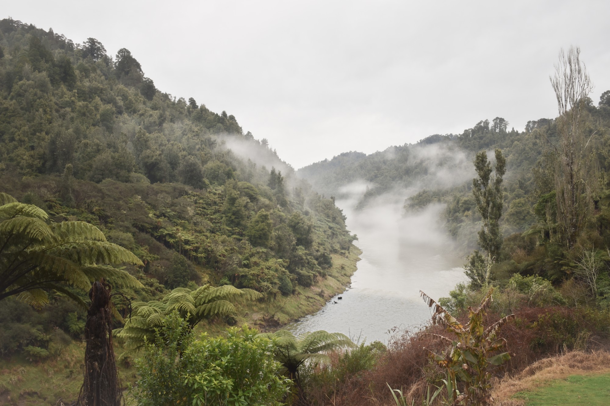 Blick auf das Tal an einem bewölkten Tag über dem Whanganui-Fluss; über dem Fluss liegt Morgennebel, und er ist von Natur umgeben.