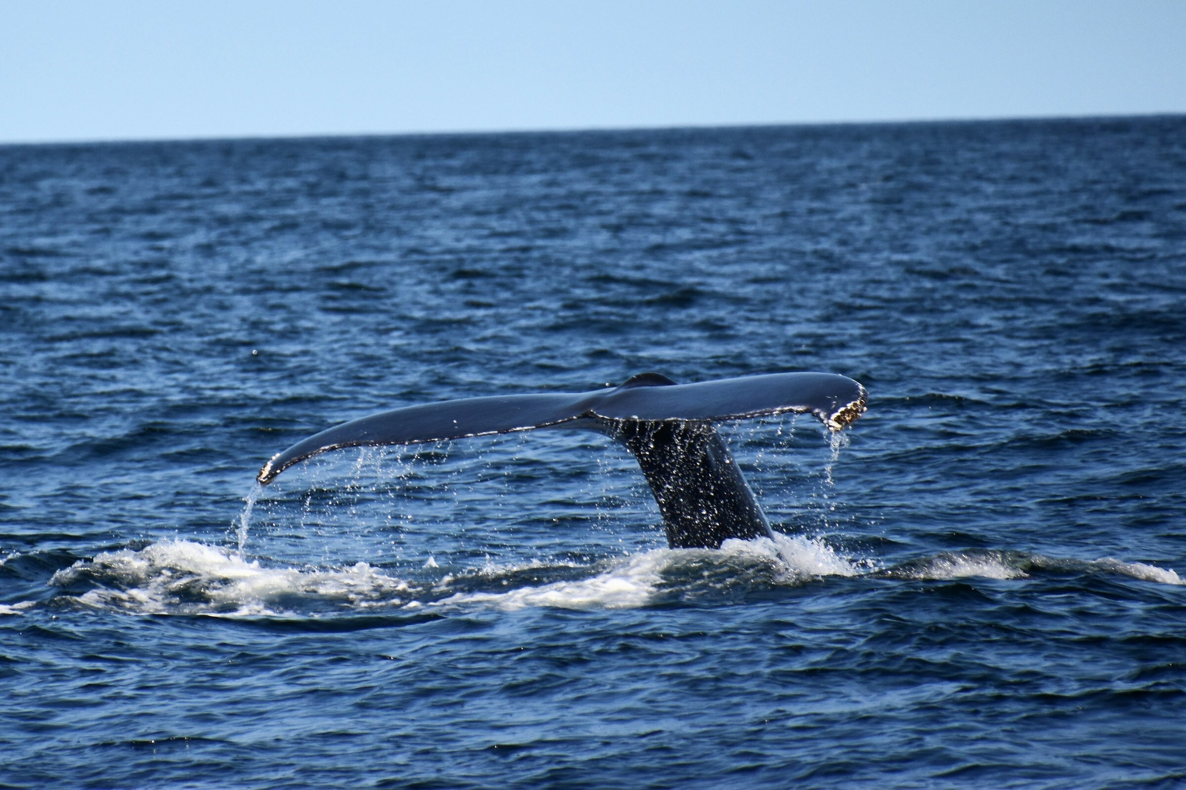 Can forillon national park whale