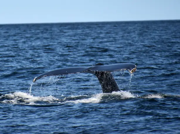 Can forillon national park whale