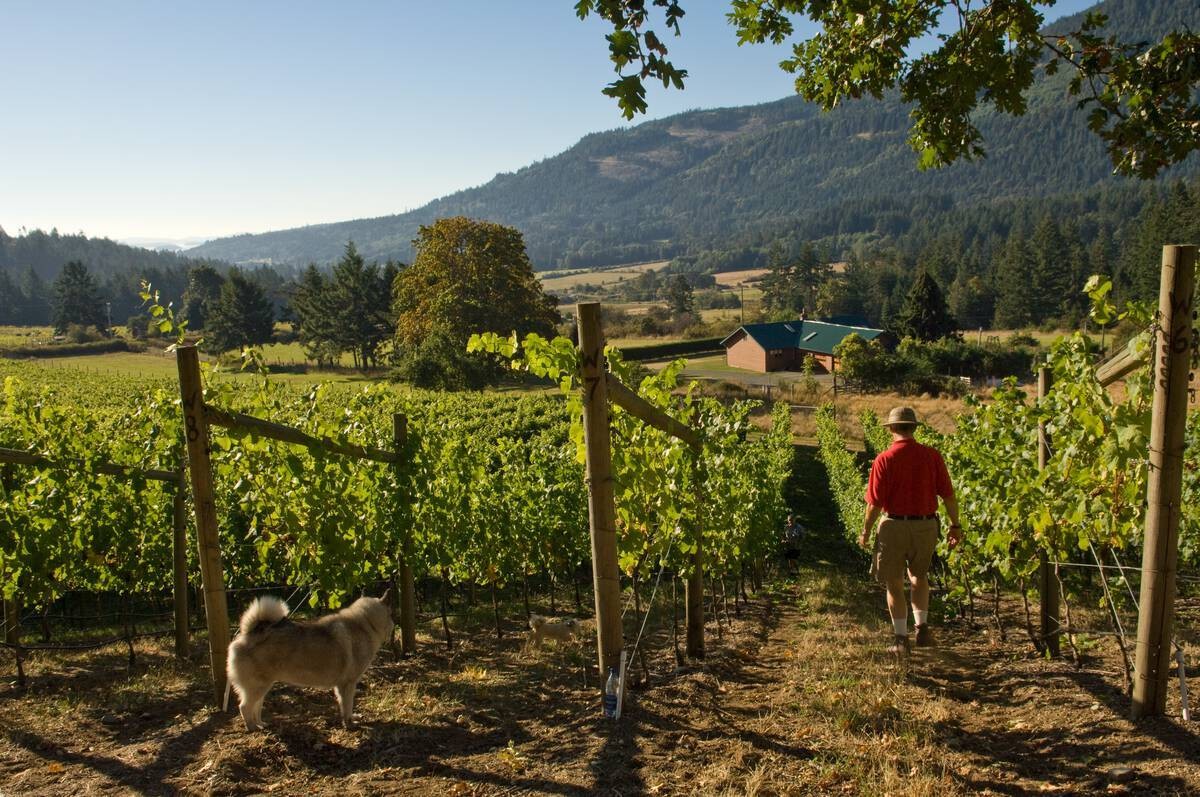 Can gulf islands winery