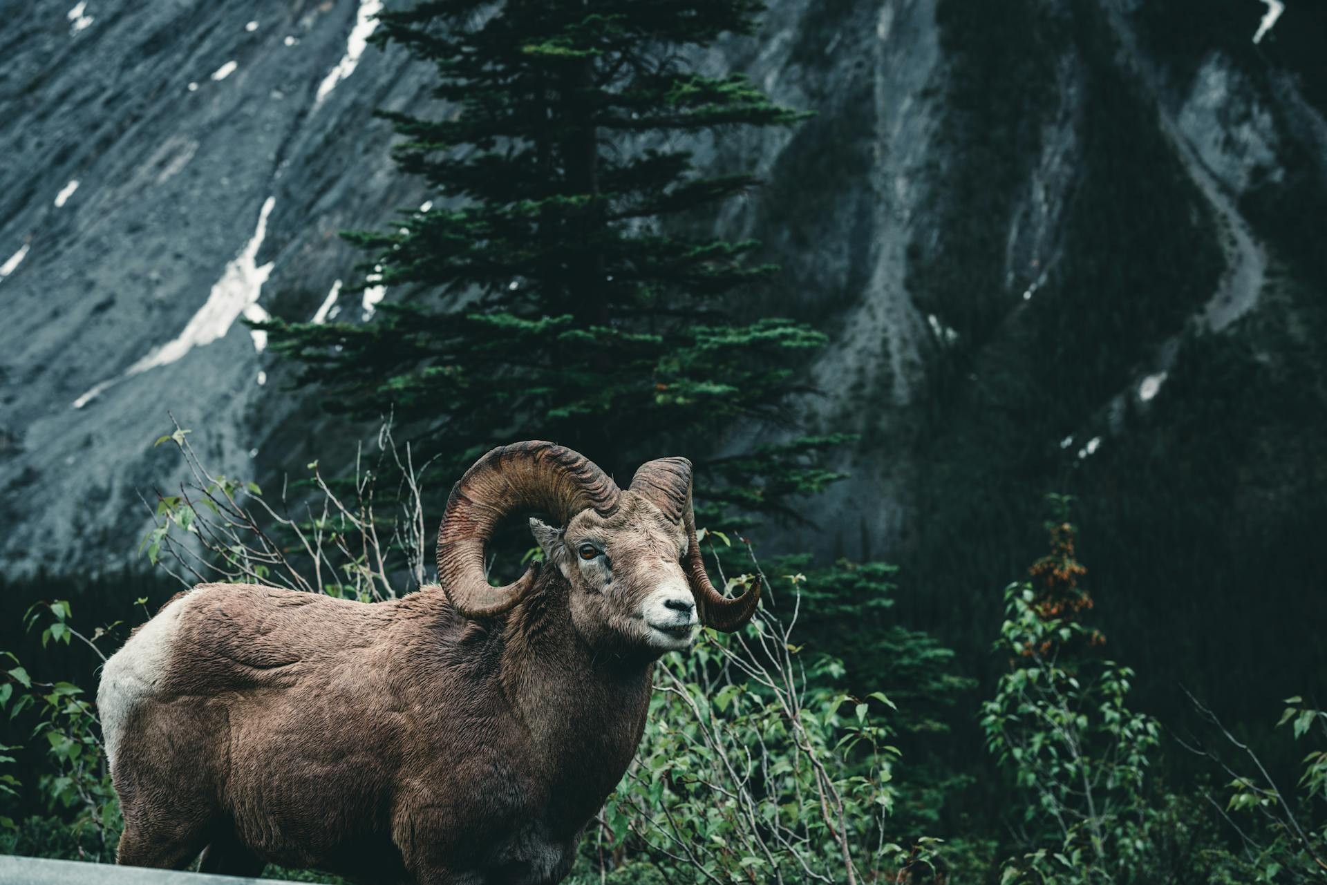 Can jasper bighorn sheep