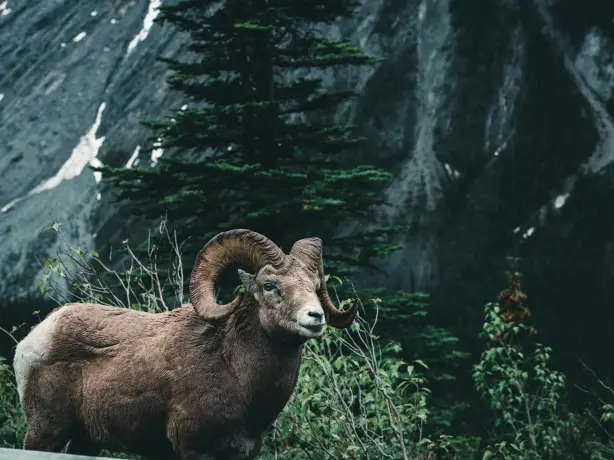 Can jasper bighorn sheep