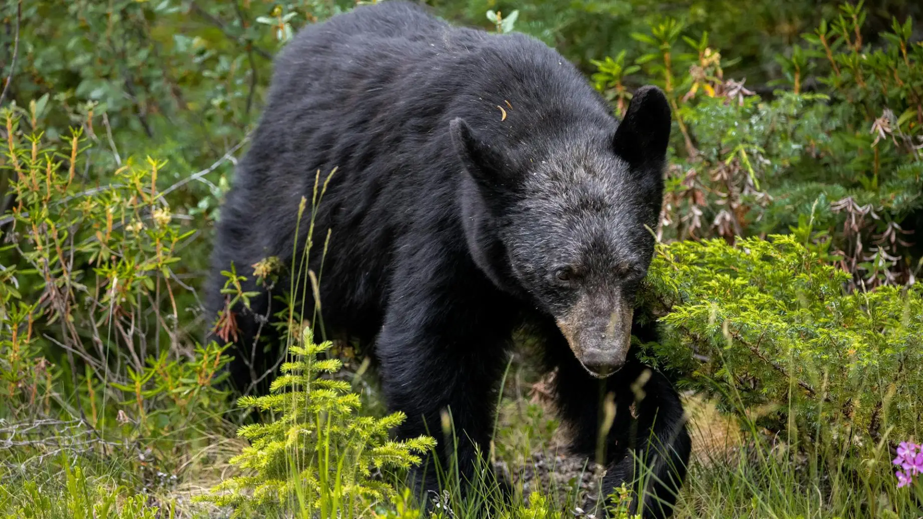 An image of black bear