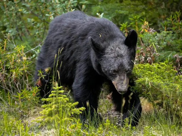 An image of black bear