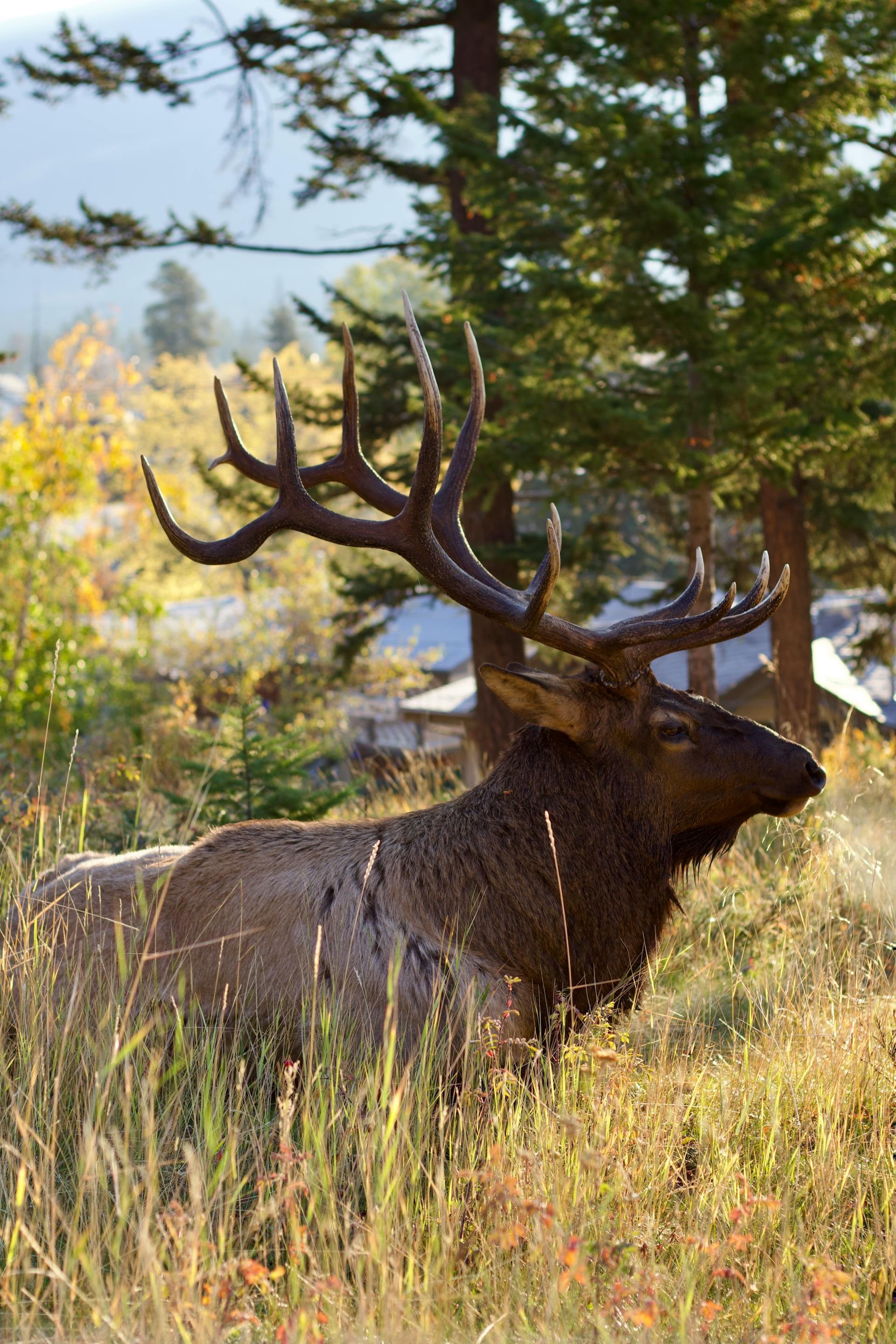 Can jasper elk