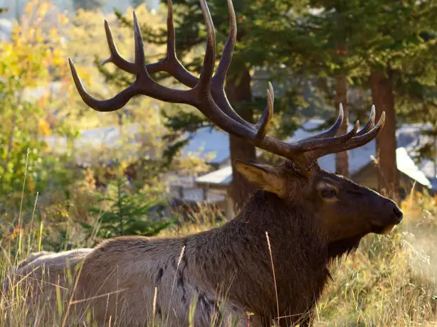 Can jasper elk