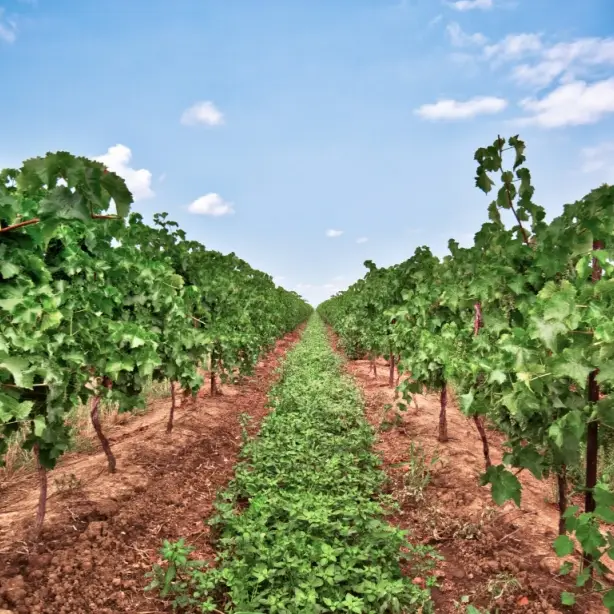 Kanada – Weingut Niagara-on-the-Lake