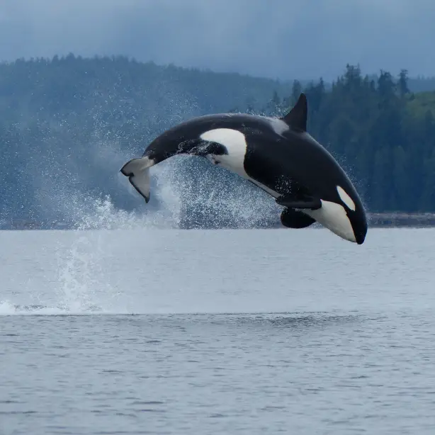 Can orca water campbell river 39094 master