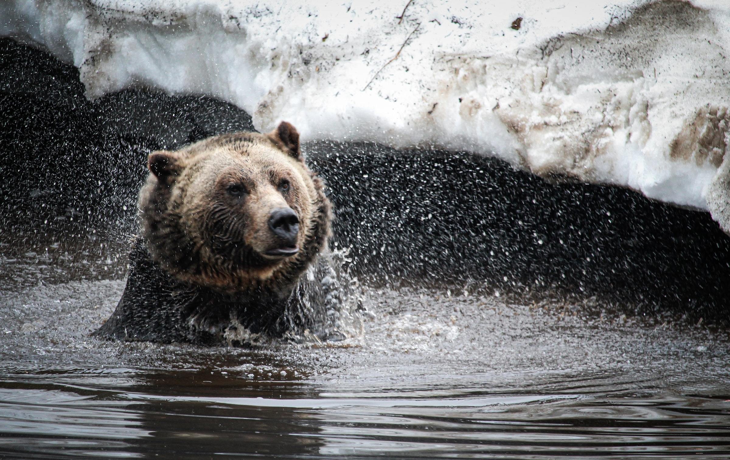 Kanada Vancouver Island Bär