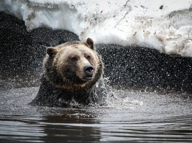 Kanada Vancouver Island Bär