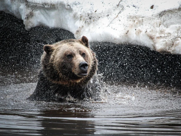 Kanada Vancouver Island Bär