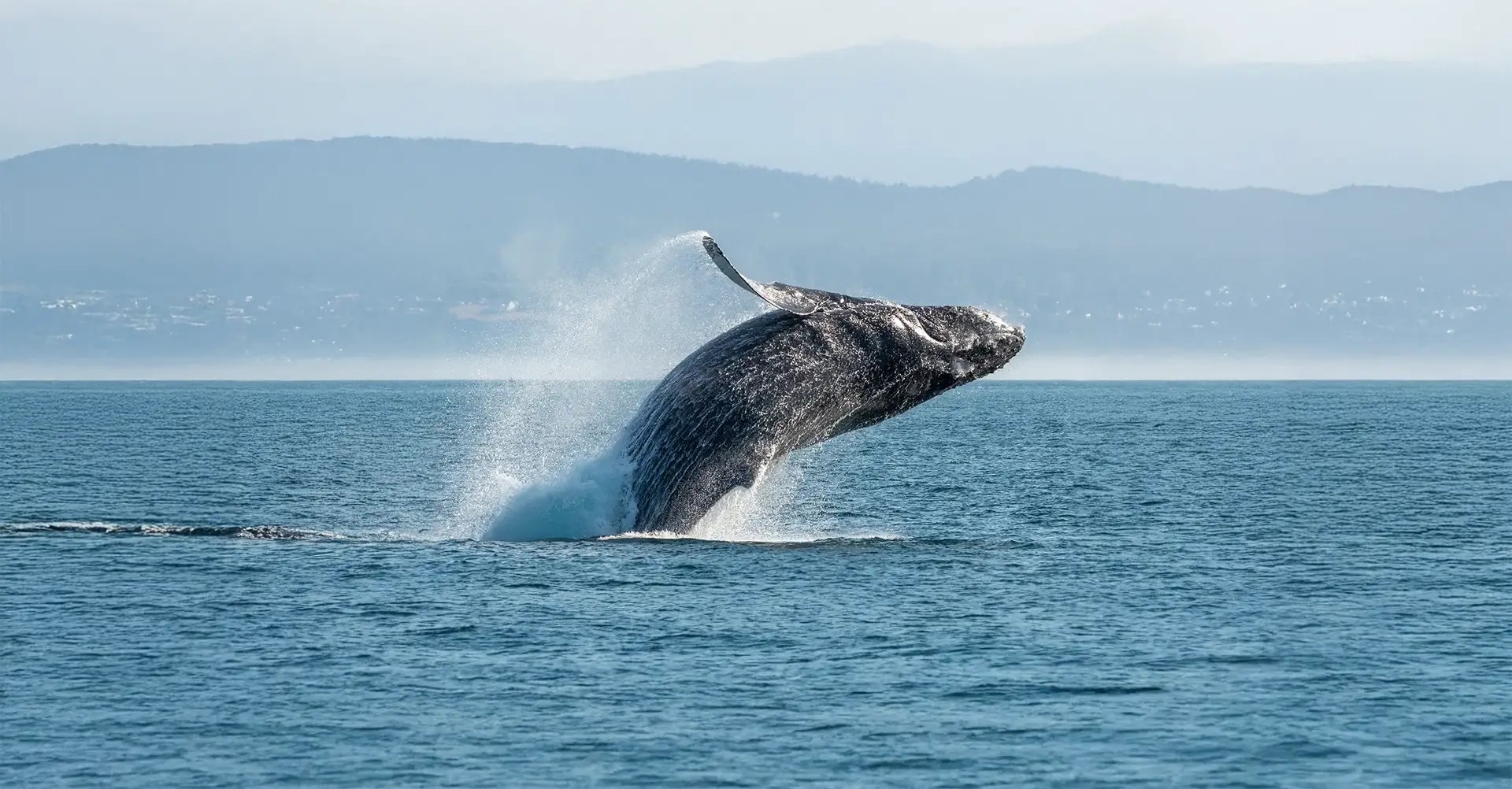Een bultrug die uit het water springt in de Saguenayfjord, Brits-Columbia.