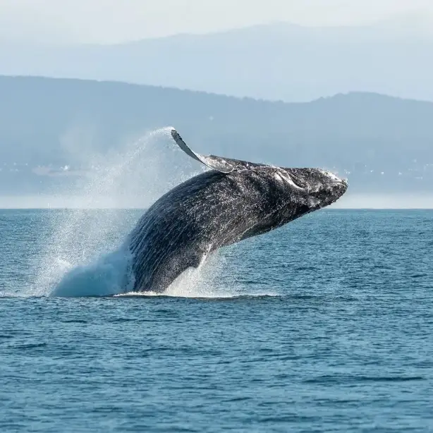 Ein Buckelwal springt im Saguenay-Fjord in British Columbia aus dem Wasser.