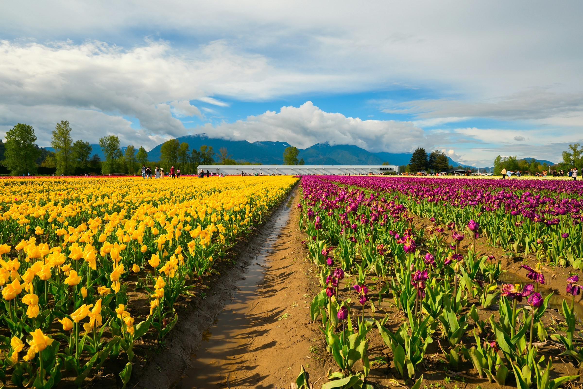 Kanada British Columbia Chilliwack Feld