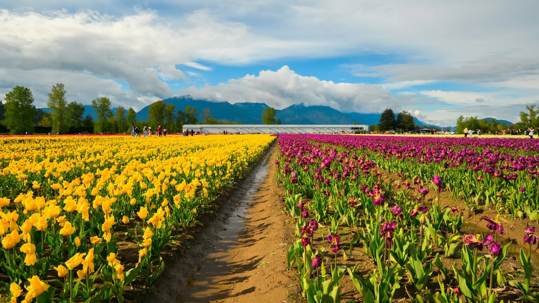Kanada British Columbia Chilliwack Feld