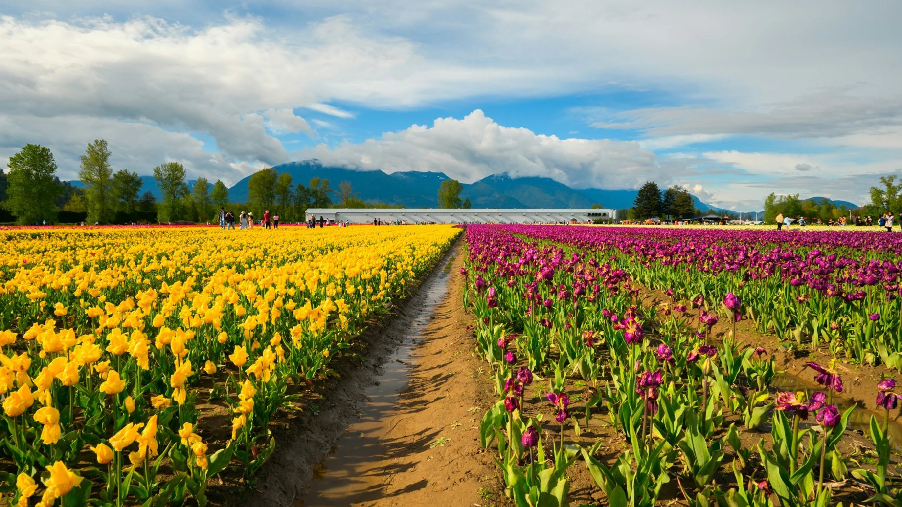 Kanada British Columbia Chilliwack Feld