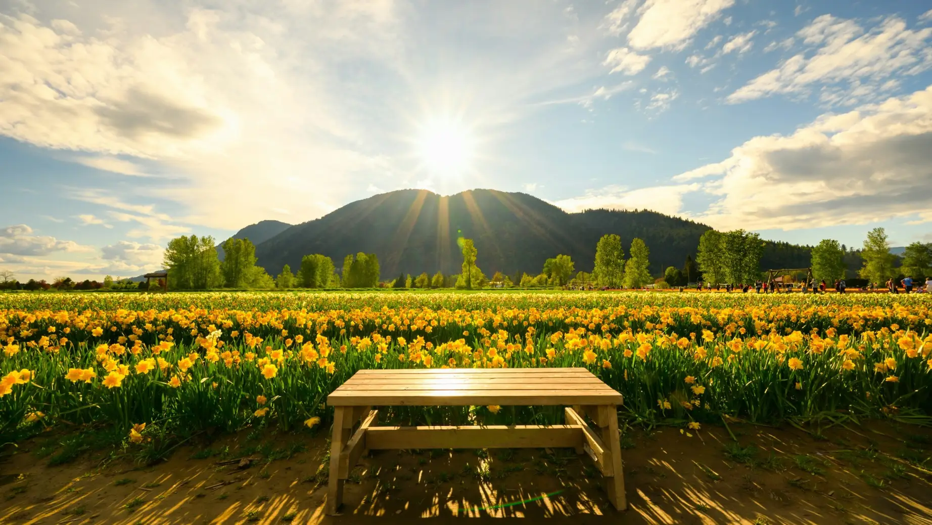 a view of the bench with a flower field and mountain in the background in British Columbia