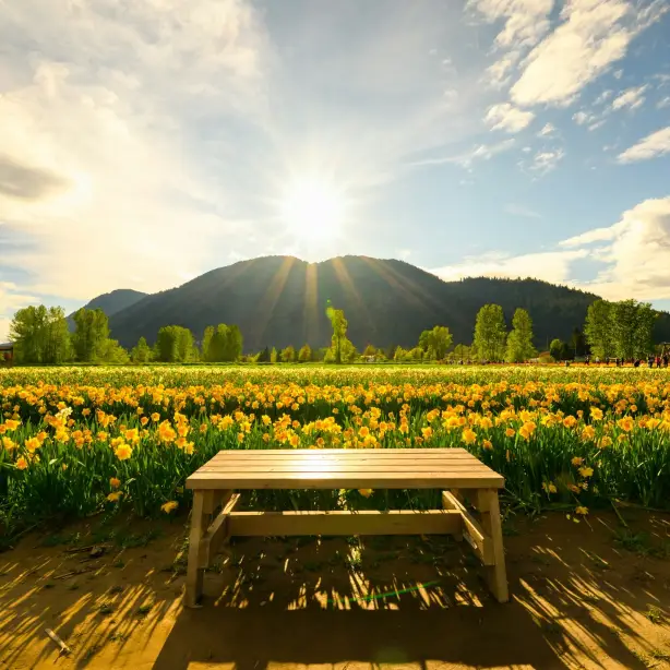 a view of the bench with a flower field and mountain in the background in British Columbia