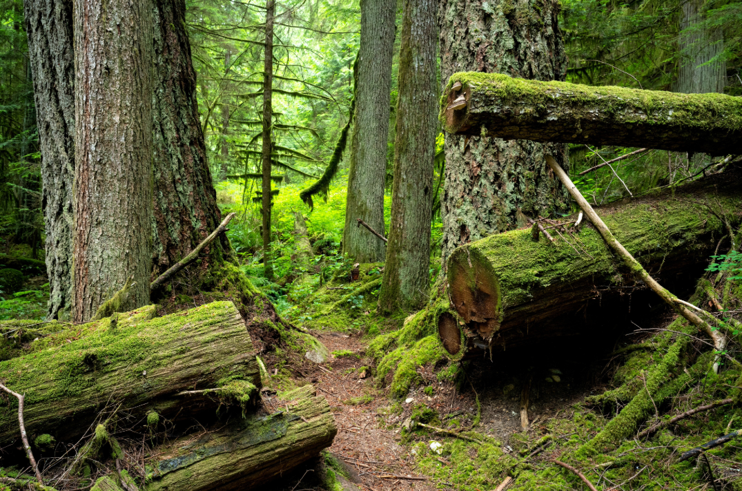 Roberts creek 3