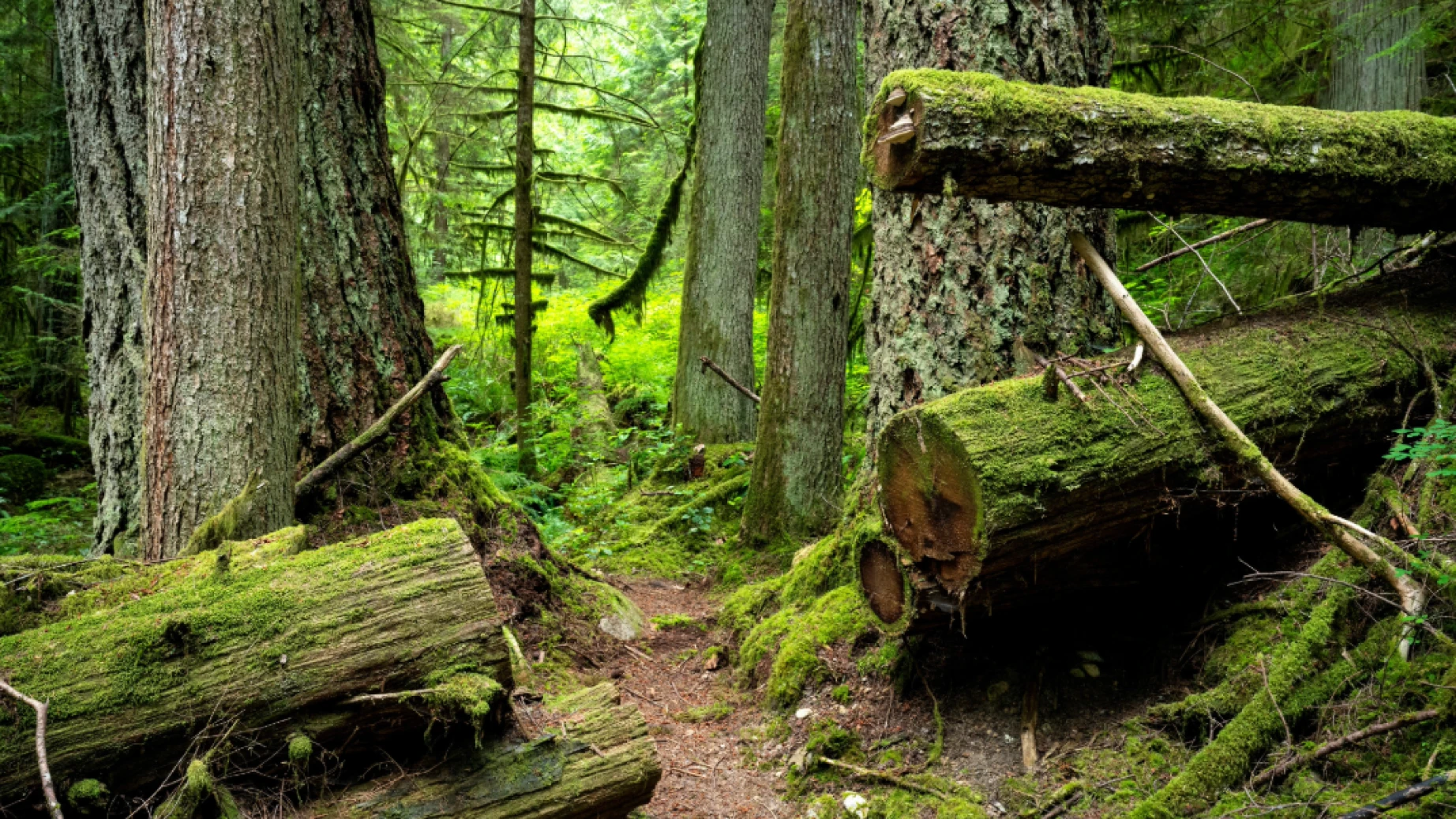 Roberts creek 3