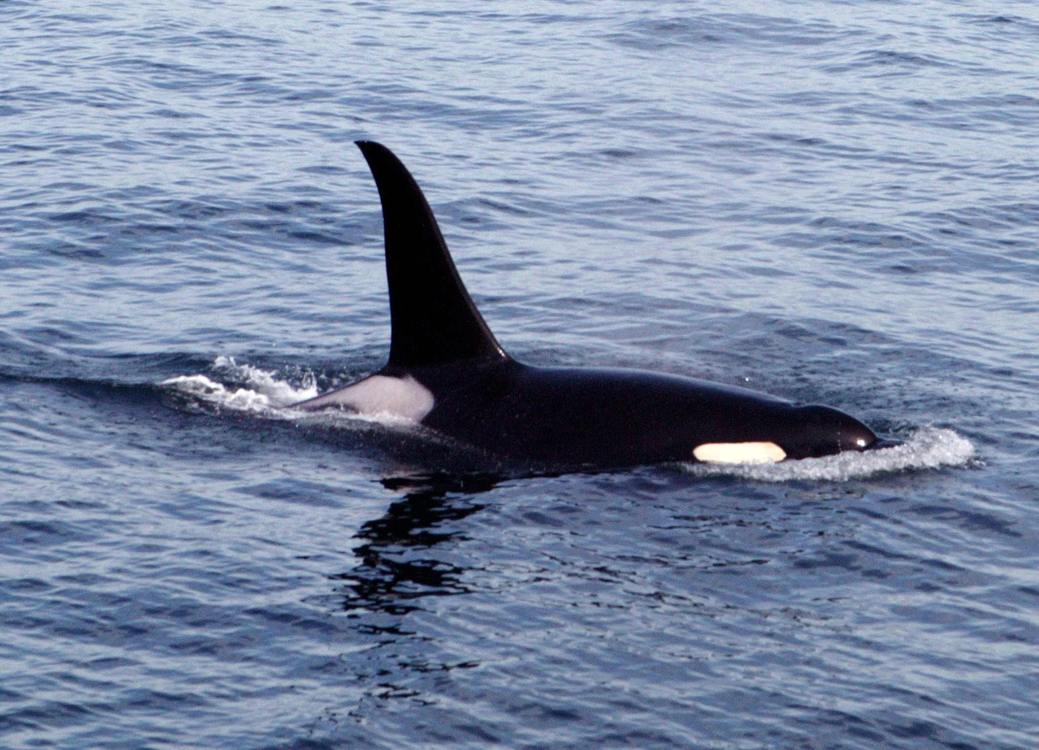 Kanada Vancouver Island Orka