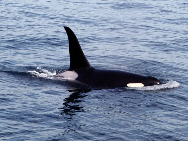 Kanada Vancouver Island Orka