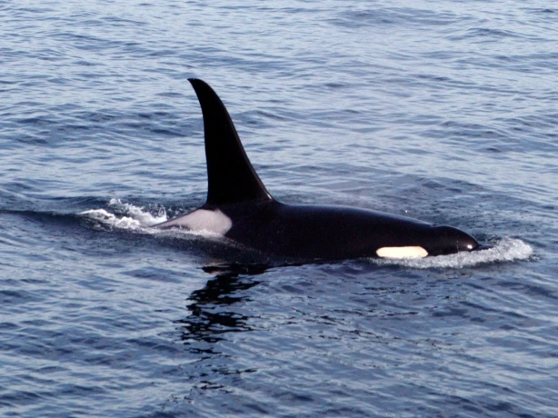 Kanada Vancouver Island Orka