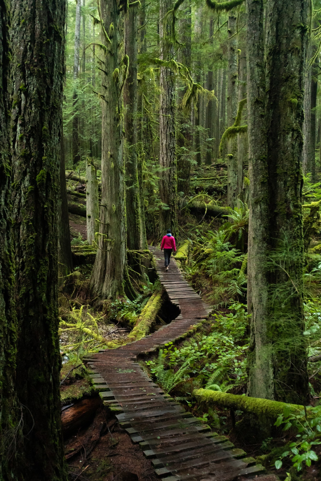 A person walking along wooden pathway in the forest, surrounded by trees in Sunshine Coast