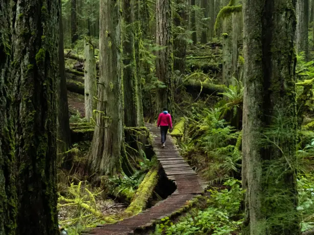 A person walking along wooden pathway in the forest, surrounded by trees in Sunshine Coast