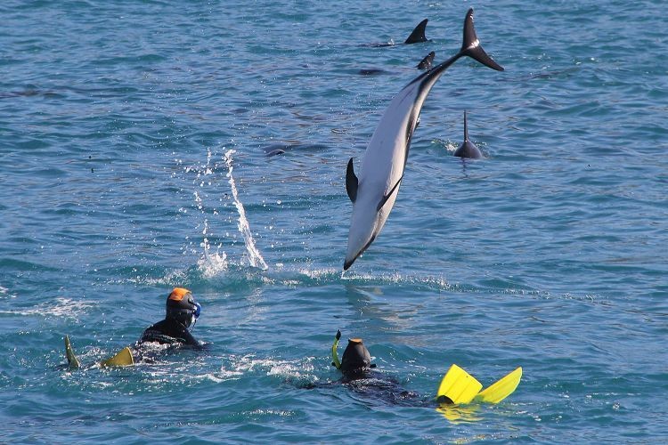 Ein Delfin springt aus dem Wasser, während zwei Schnorchler in Kaikoura, Neuseeland, zusehen.