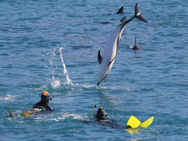Ein Delfin springt aus dem Wasser, während zwei Schnorchler in Kaikoura, Neuseeland, zusehen.