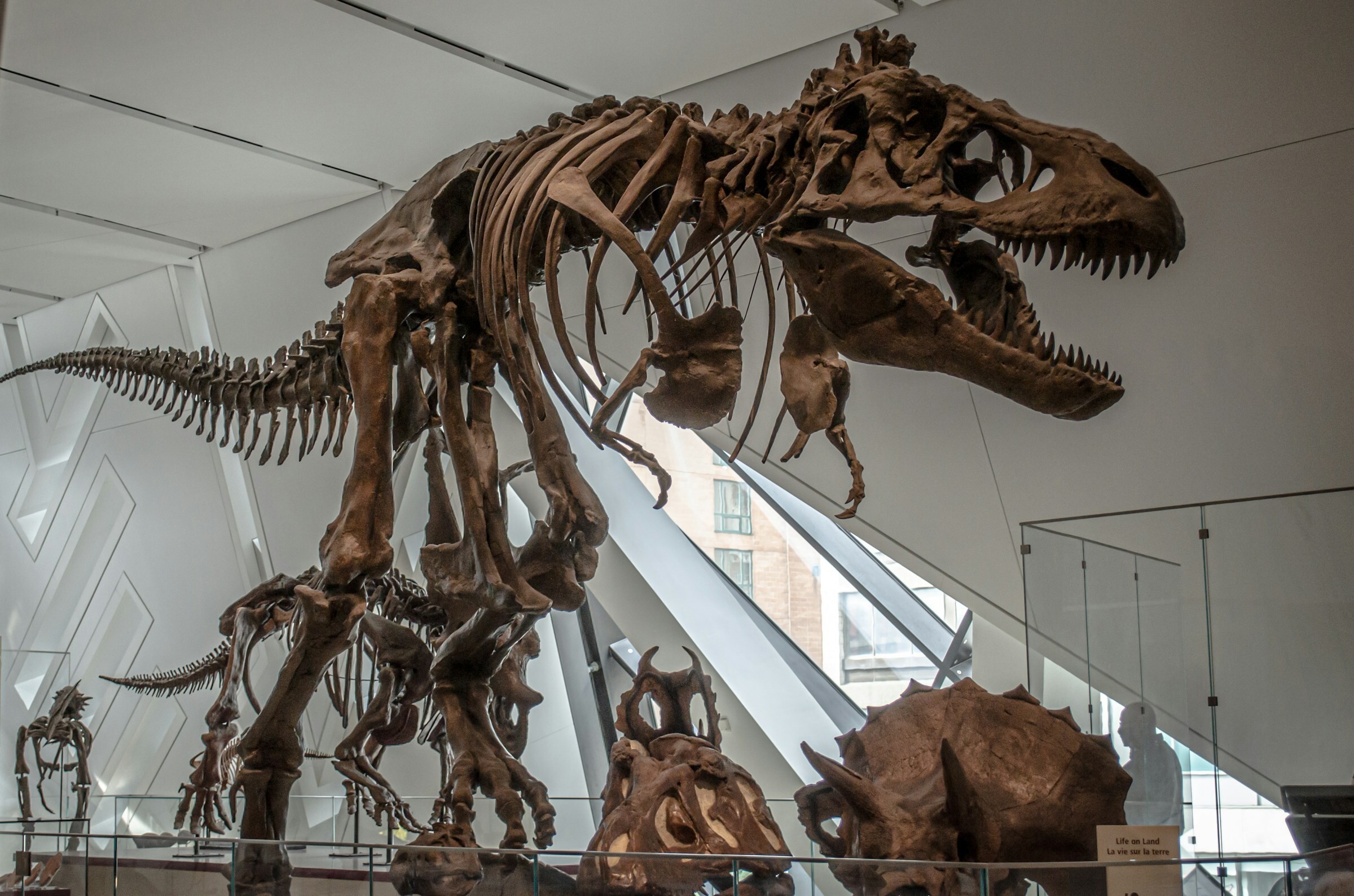 Ost Kanada Ontario Toronto Royal Ontario Museum