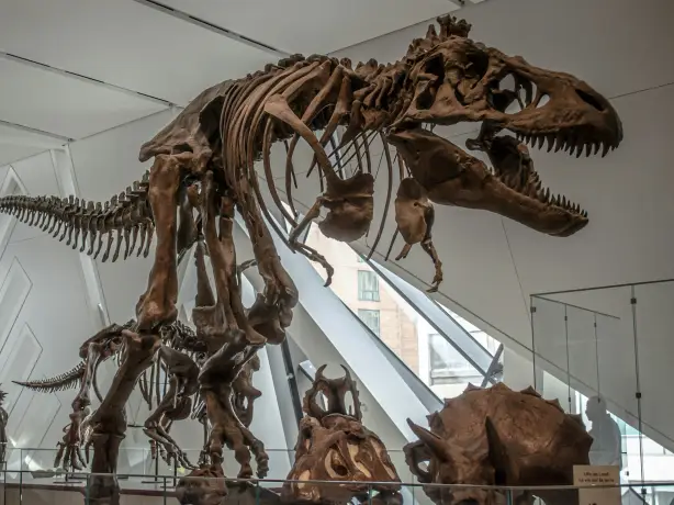 Ost Kanada Ontario Toronto Royal Ontario Museum
