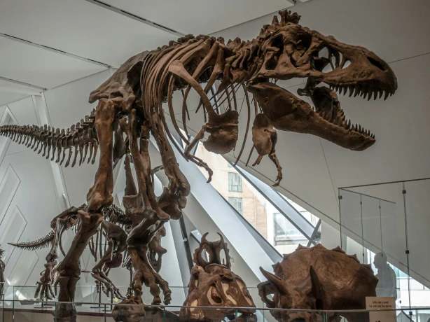 Ost Kanada Ontario Toronto Royal Ontario Museum