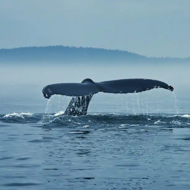 Een walvisverhaal uit het water in Oost-Canada