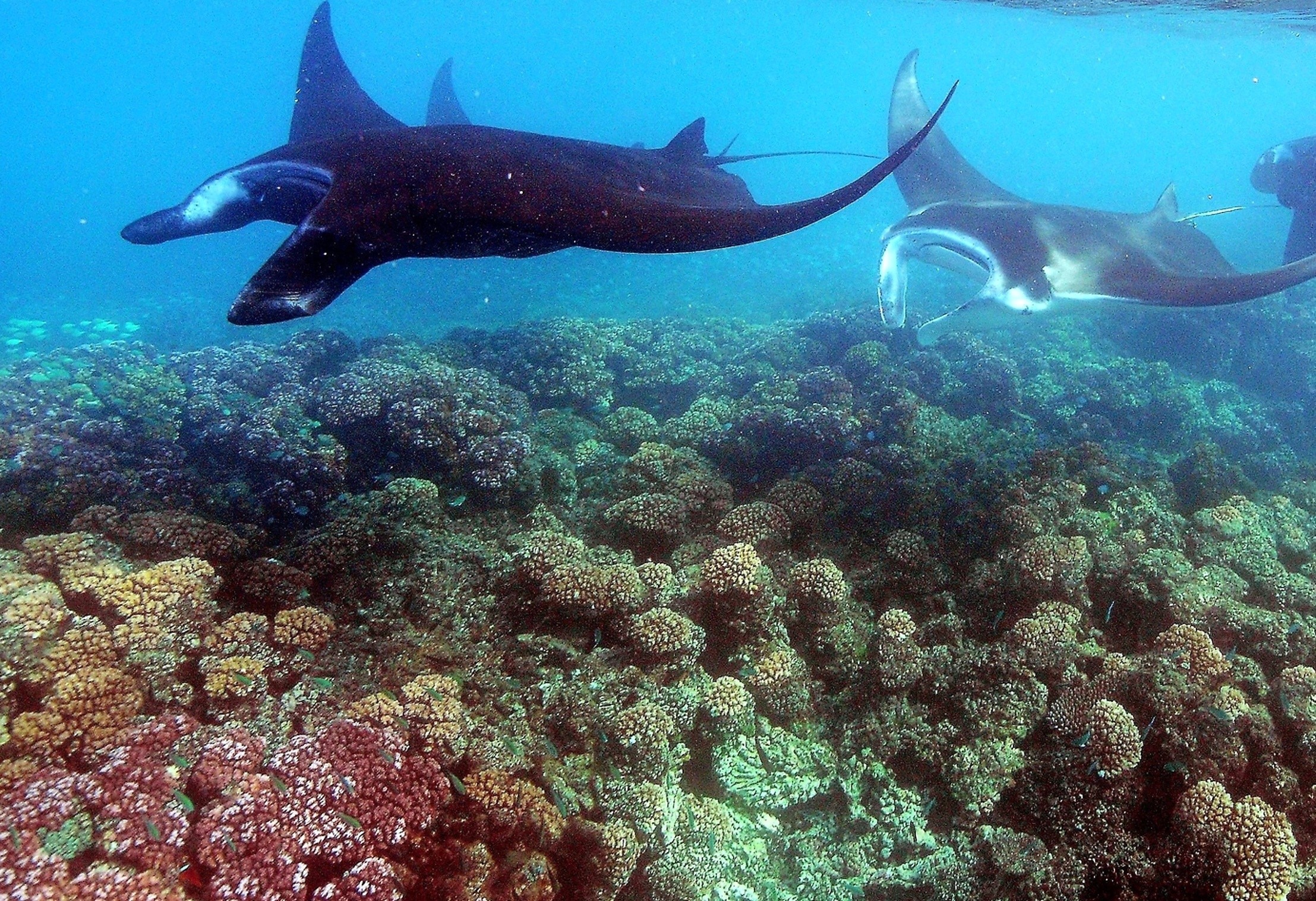 Fiji manta snorkel