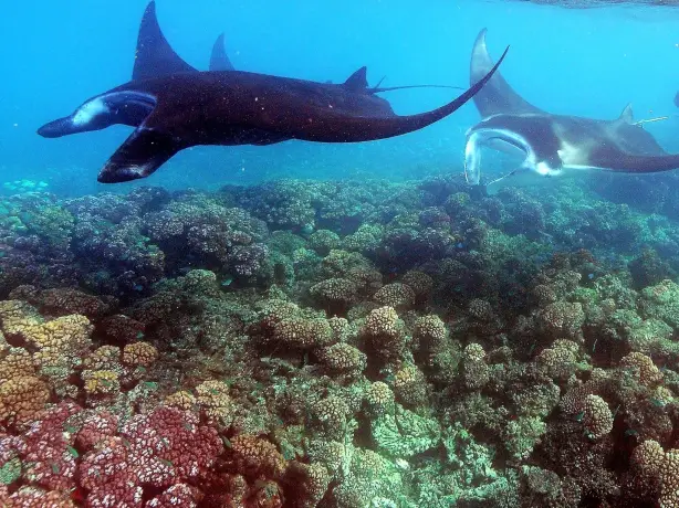 Fiji manta snorkel